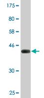 Anti-Serglycin antibody (ab76512) at 5 µg/ml + immunogen at 0.2 µgSecondaryGoat Anti-Mouse IgG (H&L)-HRP Conjugate at 1/5000 dilution