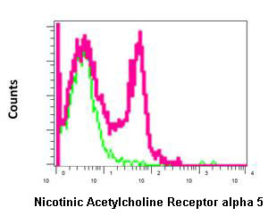 Flow cytometric analysis of Jurkat cells labeling Nicotinic Acetylcholine Receptor alpha 5 with ab157470 at 1/10 dilution (red) compared to a rabbit IgG negative control (green).