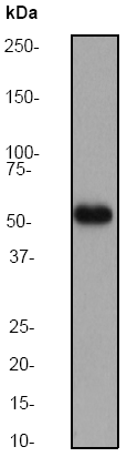 Anti-Serine/threonine-protein kinase 4 antibody [EP1465Y] (ab51134) at 1/10000 dilution + HeLa cell lysate at 10 µgSecondaryGoat anti-rabbit HRP labeled at 1/2000 dilution