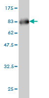 Western blot against tagged recombinant protein immunogen using ab58356 SERPINA12 antibody at 1ug/ml.