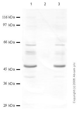 All lanes : Anti-SERPINB1 antibody (ab47731) at 1/1000 dilutionLane 1 : MH-S cell lysateLane 2 : MH-S cell lysateLane 3 : MH-S cell lysateLysates/proteins at 20 µl per lane.