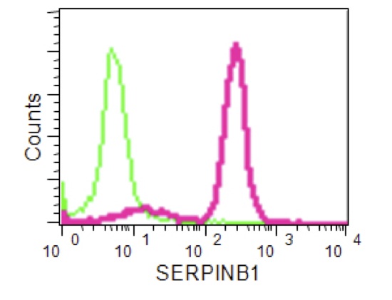 Flow Cytometrical analysis of U937 cells labeling SERPINB1 with ab190357 at 1/210 (red) compared to a Rabbit monoclonal IgG as an isotope control (green). FITC-conjugated goat-anti-rabbit secondary antibodies were used for the analysis.