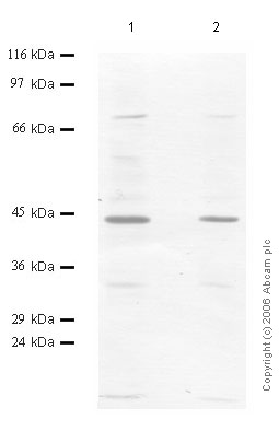 All lanes : Anti-SERPINB13 antibody (ab47743) at 1/1000 dilutionLane 1 : Hs294T Cell Lysate at 40 µlLane 2 : Hs294T Cell Lysate at 20 µl