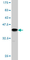 Western blot against tagged recombinant protein immunogen using ab55733 SerpinB3 antibody at 1ug/ml.