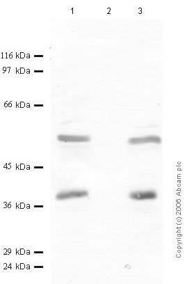 All lanes : Anti-SerpinB3 antibody (ab47726) at 1/1000 dilutionLane 1 : HFL-1 Cell lysateLane 2 : HFL-1 Cell lysateLane 3 : HFL-1 Cell lysateLysates/proteins at 20 µl per lane.