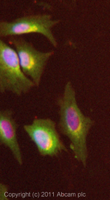 ICC/IF image of ab47726 stained HeLa cells. The cells were 4% formaldehyde fixed (10 min) and then incubated in 1%BSA / 10% normal goat serum / 0.3M glycine in 0.1% PBS-Tween for 1h to permeabilise the cells and block non-specific protein-protein interactions. The cells were then incubated with the antibody (ab47726, 1µg/ml) overnight at +4°C. The secondary antibody (green) was Alexa Fluor® 488 goat anti-rabbit IgG (H+L) used at a 1/1000 dilution for 1h. Alexa Fluor® 594 WGA was used to label plasma membranes (red) at a 1/200 dilution for 1h. DAPI was used to stain the cell nuclei (blue) at a concentration of 1.43µM.