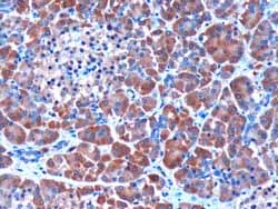 ab36169 (3µg/ml) staining Human Pancreas by IHC-P. Microwaved antigen retrieval with citrate buffer (pH 6), HRP-staining.
