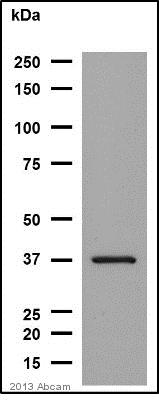 Anti-SET antibody (ab1183) at 1/2000 dilution + HeLa cell lysate at 20 µgSecondaryAnti-rabbit IgG HRP-conjugate polyclonal at 1/10000 dilutiondeveloped using the ECL techniquePerformed under reducing conditions.Exposure time : 10 secondsThis image is courtesy of an anonymous AbreviewSee Abreview