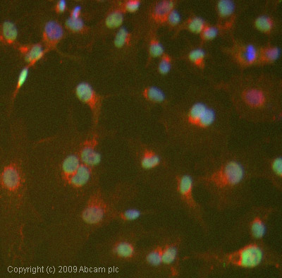 ICC/IF image of ab1183 stained HepG2 cells. The cells were 4% PFA fixed (10 min) and then incubated in 1%BSA / 10% normal goat serum / 0.3M glycine in 0.1% PBS-Tween for 1h to permeabilise the cells and block non-specific protein-protein interactions. The cells were then incubated with the antibody (ab1183, 5µg/ml) overnight at +4°C. The secondary antibody (green) was Alexa Fluor® 488 goat anti-rabbit IgG (H+L) used at a 1/1000 dilution for 1h. Alexa Fluor® 594 WGA was used to label plasma membranes (red) at a 1/200 dilution for 1h. DAPI was used to stain the cell nuclei (blue) at a concentration of 1.43µM.