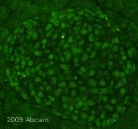 ab14820 at 1/25 dilution staining KMT7 / SETD7 / SET7/9 in mouse pancrease tissue by immunohistochemistry (formalin/PFA-fixed paraffin-embedded sections). Sections were paraformaldehyde fixed prior to blocking in 5% serum for 1 hour at 20°C and then incubated with ab14820 for 18 hours at 4°C. A Cy2 conjugated donkey polyclonal to mouse Ig, diluted 1/20, was used as the secondary antibody.See Abreview