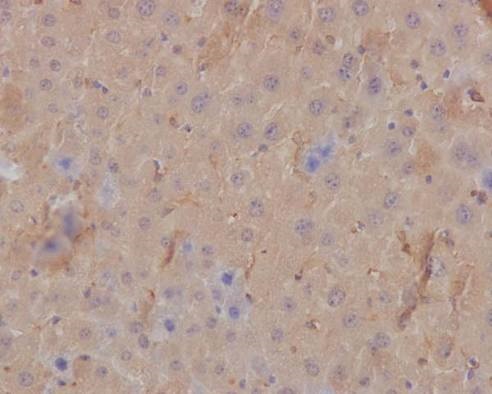 Immunohistochemical staining of paraffin embedded mouse liver with purified ab126617 at a working dilution of 1 in 300. The secondary antibody used is a HRP polymer for rabbit IgG. The sample is counter-stained with hematoxylin. Antigen retrieval was perfomed using Tris-EDTA buffer, pH 9.0.