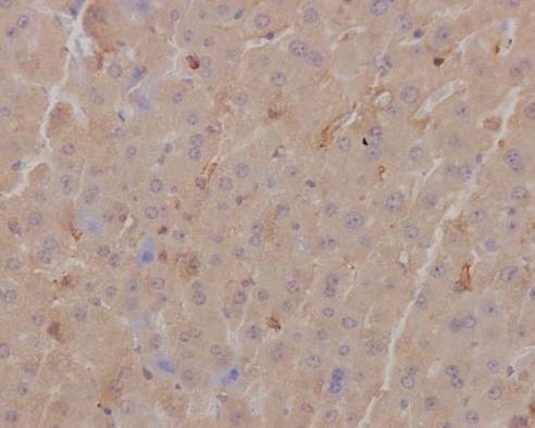 Immunohistochemical staining of paraffin embedded mouse liver with unpurified ab126617 at a working dilution of 1 in 15. The secondary antibody used is a HRP polymer for rabbit IgG. The sample is counter-stained with hematoxylin. Antigen retrieval was perfomed using Tris-EDTA buffer, pH 9.0.
