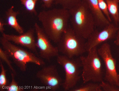 ICC/IF image of ab86129 stained HeLa cells. The cells were 100% methanol fixed (5 min) and then incubated in 1%BSA / 10% normal goat serum / 0.3M glycine in 0.1% PBS-Tween for 1h to permeabilise the cells and block non-specific protein-protein interactions. The cells were then incubated with the antibody (ab86129, 1µg/ml) overnight at +4°C. The secondary antibody (green) was ab96899, DyLight® 488 goat anti-rabbit IgG (H+L) used at a 1/250 dilution for 1h. Alexa Fluor® 594 WGA was used to label plasma membranes (red) at a 1/200 dilution for 1h. DAPI was used to stain the cell nuclei (blue) at a concentration of 1.43µM. This antibody also gave a positive result in 100% methanol fixed (5 min) Hek293, HepG2 anf MCF7 cells at 1µg/ml, and in 4% PFA fixed (10 min) HeLa, Hek293, HepG2 and MCF7 cells at 1µg/ml.