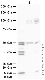 All lanes : Anti-Nicotinic Acetylcholine Receptor alpha 7 antibody (ab23832) at 1 µg/mlLane 1 : Brain (Mouse) Tissue Lysate Lane 2 : Mouse Hippocampus Tissue Lysate Lane 3 : Brain (Rat) Tissue Lysate Lysates/proteins at 10 µg per lane.SecondaryGoat polyclonal to Rabbit IgG - H&L - Pre-Adsorbed (HRP) at 1/3000 dilutionPerformed under reducing conditions.