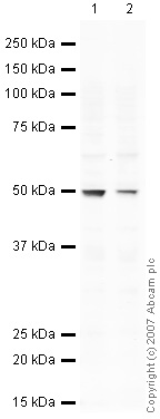 All lanes : Anti-SFRP4 antibody (ab32784) at 1 µg/mlLane 1 : HeLa (Human epithelial carcinoma cell line) Whole Cell Lysate Lane 2 : MCF7 (Human breast adenocarcinoma cell line) Whole Cell Lysate Lysates/proteins at 10 µg per lane.SecondaryIRDye 680 Conjugated Goat Anti-Rabbit IgG (H+L) at 1/10000 dilutionPerformed under reducing conditions.