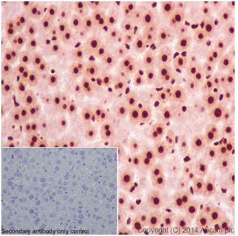 Immunohistochemical analysis of paraffin-embedded Mouse liver tissue labeling SFRS3 with ab198291 at 1/500 dilution followed by Goat Anti-Rabbit IgG H&L (HRP) (ab97051) at 1/500 dilution. Nuclear and weakly cytoplasm staining on mouse liver tissue is observed. Counter stained with Hematoxylin.Negative control: Used PBS instead of primary ab.