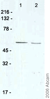 All lanes : Anti-Nicotinic Acetylcholine Receptor alpha 7 antibody (ab23832) at 0.5 µg/mlLane 1 : Rat whole brain lysateLane 2 : Mouse whole brain lysateLysates/proteins at 40 µg per lane.SecondaryAnti-rabbit HRP at 1/20000 dilutiondeveloped using the ECL techniquePerformed under reducing conditions.