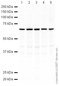 All lanes : Anti-SGK1 antibody (ab43606) at 1 µg/mlLane 1 : HeLa (Human epithelial carcinoma cell line) Whole Cell Lysate Lane 2 : Jurkat (Human T cell lymphoblast-like cell line) Whole Cell Lysate Lane 3 : A431 (Human epithelial carcinoma cell line) Whole Cell Lysate Lane 4 : HEK293 Human embryonic kidney cell line Whole Cell Lysate Lane 5 : NIH 3T3 (Mouse embryonic fibroblast cell line) Whole Cell Lysate Lysates/proteins at 10 µg per lane.SecondaryIRDye 680 Conjugated Goat Anti-Rabbit IgG (H+L) at 1/10000 dilutionPerformed under reducing conditions.