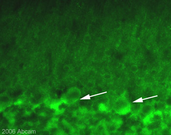 Immuofluorescent staining for Nicotinic Acetylcholine Receptor alpha 7 in the rat cerebellum using the Rabbit polyclonal to Nicotinic Acetylcholine Receptor alpha 7 (ab23832; Image is taken with a X40 objective). Nicotinic Acetylcholine Receptor alpha 7 staining has been previously described in Purkinje cells (arrows) and in the processes of these cells. Pre-incubation of ab23832 with the immunizing peptide (ab24285) quenches the immunostaining (data not shown). ab23832 was used at 1/300 (1 µg/ml) incubated overnight at room temperature. Secondary antibody used was anti-rabbit Alexa Fluor 488 at 1/1000 incubated for 2 hours at room temperature. Rat brain tissue was perfusion fixed with 4% PFA followed by overnight post-fixation in the same fixative, cryoprotected in 20% sucrose and frozen in OCT. 30µm coronal sections were cut on a cyrostat and immunohistochemistry performed by the 'free floating' technique.