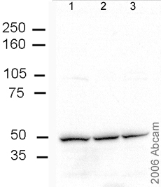 All lanes : Anti-Nicotinic Acetylcholine Receptor alpha 7 antibody (ab23832) at 0.1 µg/mlLane 1 : Mouse hippocampus Lane 2 : Rat hippocampus Lane 3 : Rat cortex Lysates/proteins at 30 µg per lane.SecondaryGoat anti- rabbit HRP at 1/5000 dilutiondeveloped using the ECL techniquePerformed under reducing conditions.