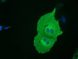 ab114012 at 1/100 dilution staining SH3 containing Grb 2 like 1 in COS7 cells transiently transfected by pCMV6-ENTRY SH3 containing Grb 2 like 1 and analyzed by immunofluorescence.