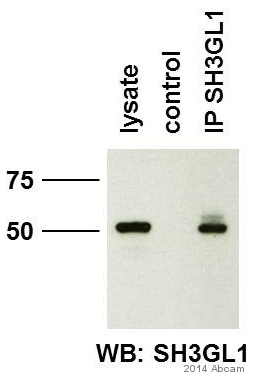 ab114012 immunoprecipitating SH3 containing Grb 2 like 1 protein in human HEK293 cells transfected with human pCMV6-SH3GL1 whole cell lysate. 1000µg of cell lysate was incubated with primary antibody (1µl/mg in 1% NP40) and matrix (Protein G) for 2 hours at 4°C. For western blotting ab114012 (1/2000) was used to confirm successful immunoprecipation.See Abreview