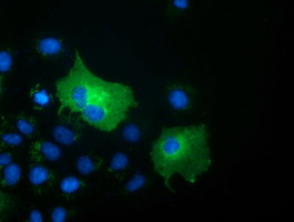 ab119003, at a 1/100 dilution, staining SH3 containing Grb 2 like 1 protein in COS7 cells transiently transfected with pCMV6-ENTRY SH3 containing Grb 2 like 1 protein by Immunofluorescence.