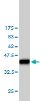 Western blot against tagged recombinant protein immunogen using ab55693 SH3BGRL antibody at 1ug/ml.