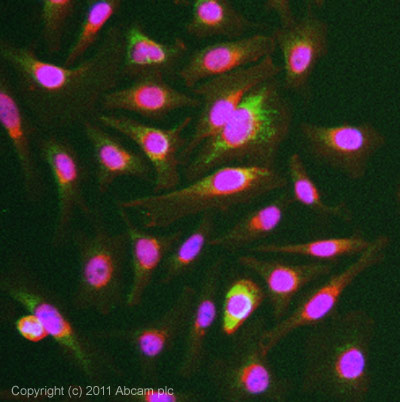 ICC/IF image of ab84297 stained HeLa cells. The cells were 4% formaldehyde fixed (10 min) and then incubated in 1%BSA / 10% normal goat serum / 0.3M glycine in 0.1% PBS-Tween for 1h to permeabilise the cells and block non-specific protein-protein interactions. The cells were then incubated with the antibody (ab84297, 1µg/ml) overnight at +4°C. The secondary antibody (green) was ab96899, DyLight® 488 goat anti-rabbit IgG (H+L) used at a 1/250 dilution for 1h.Alexa Fluor® 594 WGA was used to label plasma membranes (red) at a 1/200 dilution for 1h. DAPI was used to stain the cell nuclei (blue) at a concentration of 1.43µM.