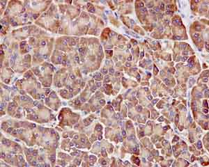 Immunohistochemical analysis of paraffin-embedded Human pancreas tissue labeling SH3D20 with ab171973 at 1/100 dilution.