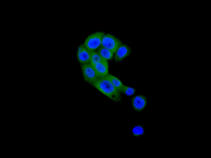 Immunofluorescent analysis of BxPC-3 cells labeling SH3D20 with ab171973 (green) at 1/50 dilution. DAPI nuclear staining (blue).