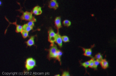 ICC/IF image of ab37500 stained pc12 cells. The cells were 4% formaldehyde fixed (10 min) and then incubated in 1%BSA / 10% normal goat serum / 0.3M glycine in 0.1% PBS-Tween for 1h to permeabilise the cells and block non-specific protein-protein interactions. The cells were then incubated with the antibody (ab37500, 1µg/ml) overnight at +4°C. The secondary antibody (green) was ab96899, DyLight® 488 goat anti-rabbit IgG (H+L) used at a 1/250 dilution for 1h. Alexa Fluor® 594 WGA was used to label plasma membranes (red) at a 1/200 dilution for 1h. DAPI was used to stain the cell nuclei (blue) at a concentration of 1.43µM.