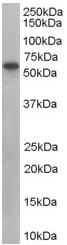 Anti-SH3PX1 antibody (ab45866) at 0.1 µg/ml + Human Placenta lysate (35µg protein in RIPA buffer).