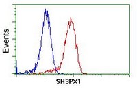 ab118996, at 1/100, staining SH3PX1, in Jurkat cells by Flow cytometry (Red), compared to a nonspecific negative control antibody (Blue).
