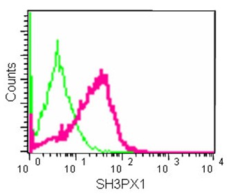 Flow cytometric analysis of 2% paraformaldehyde-fixed HeLa cells labeling SH3PX1 with ab181856 at 1/10 dilution (red) compared to a Rabbit IgG monoclonal isotype control (green), followed by Goat anti rabbit IgG (FITC) secondary antibody at 1/150 dilution.
