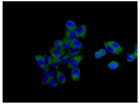 Immunofluorescent analysis of 4% paraformaldehyde-fixed HCT-116 cells labeling SH3PX1 with ab181856 at 1/100 dilution, followed by Goat anti rabbit IgG (Alexa Fluor®488) secondary antibody at 1/200 dilution. Counter stained with Dapi.