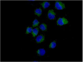 Immunofluorescent analysis of acetone-fixed HeLa cells labeling SH3PX1 with ab181856 at 1/100 dilution, followed by Goat anti rabbit IgG (Alexa Fluor®488) secondary antibody at 1/200 dilution. Counter stained with Dapi.