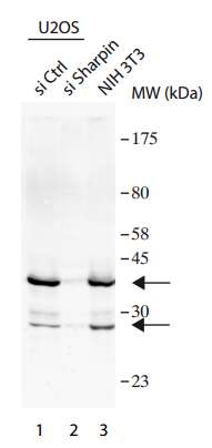All lanes : Anti-SHARPIN antibody (ab197853) at 1/2000 dilutionLane 1 : Control siRNA transfected U2OS cell lysateLane 2 : Sharpin siRNA transfected U2OS cell lysateLane 3 : NIH3T3 cell lysateLysates/proteins at 40 µg per lane.