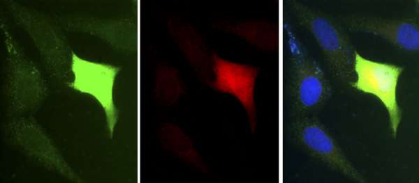 Immunofluorescent analysis of PFA fixed and methanol permeabilizaed U2OS cells transfected with HA-Sharpin labeling Sharpin with ab197853 at 1/200 dilution in PBST (green) and HA in (red)