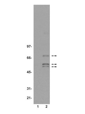 All lanes : Anti-SHC (phospho Y317) antibody (ab15040) at 1/250 dilutionLane 1 : RIPA lysates from HFF cellsLane 2 : RIPA lysates from HFF cells stimulated with 50ng/ml EGF for 10 minutes