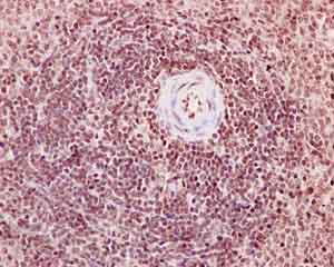 Immunohistochemical analysis of paraffin-embedded rat spleen tissue labeling Nup107 with ab182559 at 1/50 dilution followed by prediluted HRP Polymer for Rabbit IgG. Counter stained with hematoxylin.