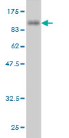 Western blot against tagged recombinant protein immunogen using ab57808 SHC4 antibody at 1ug/ml.