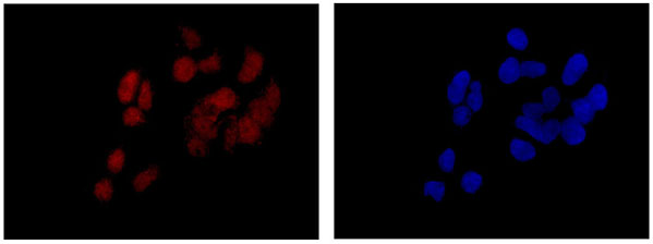 Immunofluorescent analysis of 4% paraformaldehyde-fixed 293T cells labeling Nup107 with ab182559 at 1/100 dilution followed by Goat anti rabbit IgG (Alexa Fluor®555) secondary antibody at 1/200 dilution. Counter stained with DAPI (blue).