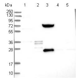 All lanes : Anti-SHCBP1L antibody (ab122310) at 1/250 dilutionLane 1 : RT-4 cell lysateLane 2 : U-251 MG cell lysateLane 3 : Human plasmaLane 4 : Human Liver lysateLane 5 : Human Tonsil lysatedeveloped using the ECL technique