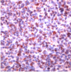 Ab41837 staining human SHIP in human tonsil by immunohistochemistry (undiluted) using formalin-fixed paraffin embedded tissue.