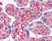 ab115665, at 5µg/ml, staining SHMT1 in Formalin-fixed, Paraffin-embedded Human Placenta tissue by Immunohistochemistry.