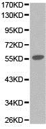 Anti-SHMT2 antibody - C-terminal (ab180786) at 1/500 dilution + 293T cell lysate
