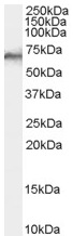 Anti-SHP1 antibody (ab60268) at 0.1 µg/ml + Human Liver lysate (35µg protein in RIPA buffer)