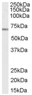 Anti-SHP1 antibody (ab61397) at 0.2 µg/ml + Jurkat cell lysate (35µg protein in RIPA buffer).