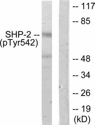Anti-SHP2 (phospho Y542) antibody (ab51174) at 1/500 dilution + extracts from A431 cells